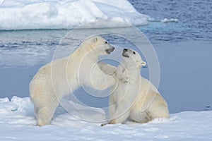 Two polar bear cubs playing together on the ice