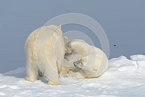 Two polar bear cubs playing together on the ice