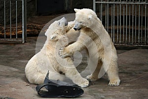 Two polar bear cubs