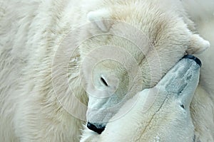 Two polar bear fighting on drift ice in Arctic Svalbard. Detail of fight. Big dangerous animal from Arctic. Two head of bear. Anim