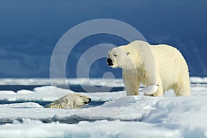 Two polar bear, one in the water, second on the ice. Polar bear couple cuddling on drift ice in Arctic Svalbard. Wildlife action