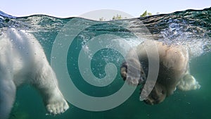 Two polar bear swimming underwater