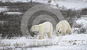 Two polar bears.