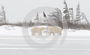 Two polar bears on the edge of a frozen pond near Churchill, Manitoba