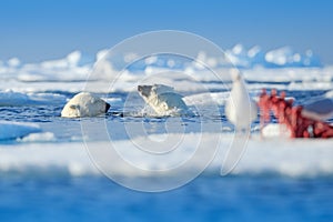 Two polar bears with killed seal. White bear feeding on drift ice with snow, Manitoba, Canada. Bloody nature with big animals.