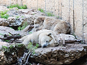 Two polar bears lie in the shade on the rocks on a sunny day and rest