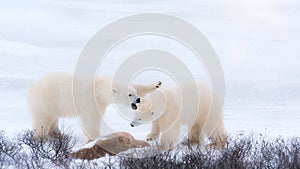 Two white fluffy polar bears in the Arctic snow.