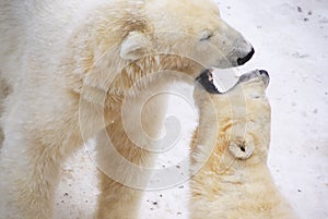 Two polar bears play Baring their teeth at each other