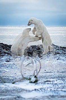 Two polar bears play fight by antlers