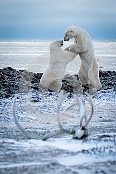 Two polar bears play fight near antlers