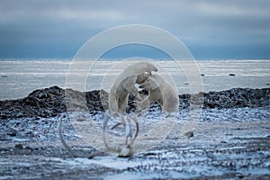 Two polar bears play fight on shore