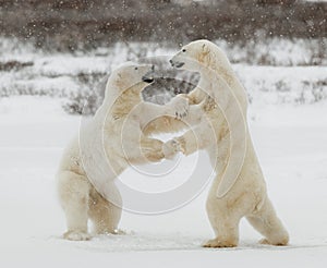 Two polar bears play fighting.