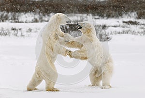 Two polar bears play fighting.