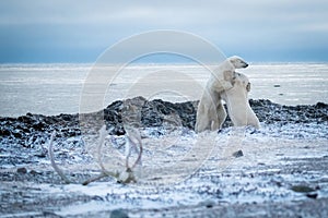 Two polar bears play fighting on shore