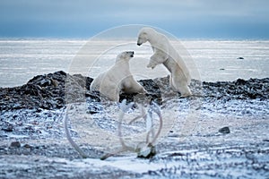 Two polar bears play on rocky shoreline