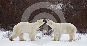 Two polar bears playing with each other in the tundra. Canada.