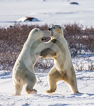 Two polar bears playing with each other in the tundra. Canada.