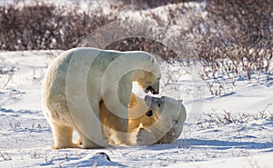 Two polar bears playing with each other in the tundra. Canada.