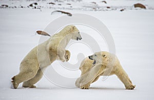 Two polar bears playing with each other in the tundra. Canada.