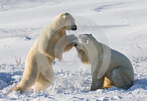 Two polar bears playing with each other in the tundra. Canada.