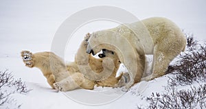 Two polar bears playing with each other in the tundra. Canada.