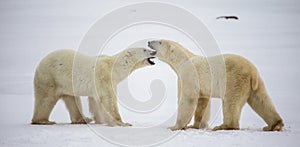 Two polar bears playing with each other in the tundra. Canada.