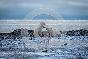 Two polar bears playing near caribou antlers