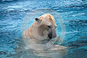 Two polar bears playing in water