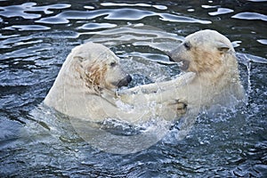 Two polar bears playing