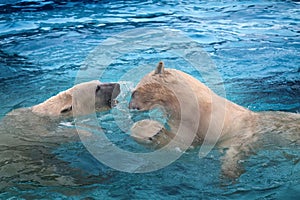 Two polar bears playing in water