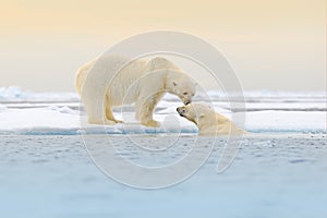 Two Polar bears relaxed on drifting ice with snow, white animals in the nature habitat, Svalbard, Norway. Two animals playing in