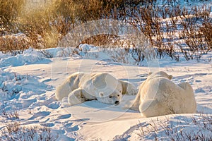 Two polar bears resting on the snow in northern Canada.