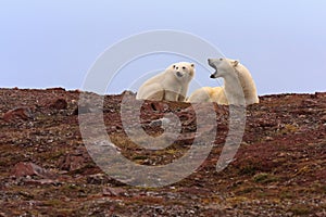 Two Polar Bears on Rocky Hill