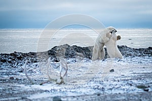 Two polar bears spar on hind legs