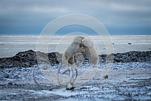 Two polar bears spar by Hudson Bay