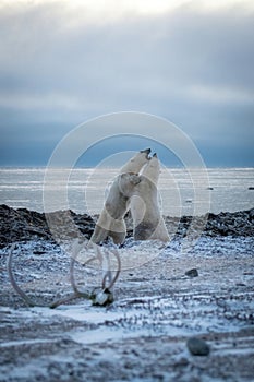 Two polar bears spar beside Hudson Bay