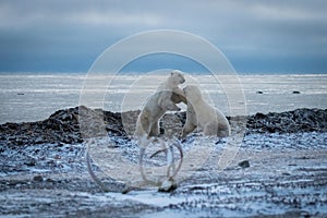 Two polar bears sparring by Hudson Bay