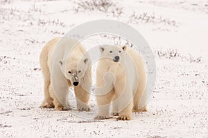 Two Polar Bears Standing Side by Side