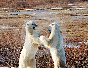 Two polar bears standing and sparring