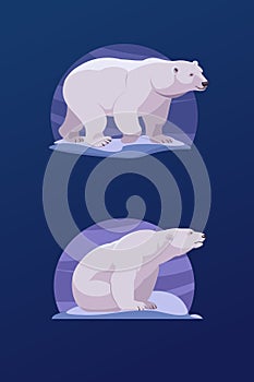 Two polar bears on white background