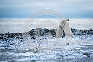 Two polar bears wrestle on rocky shore photo