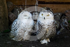 Two polar owls