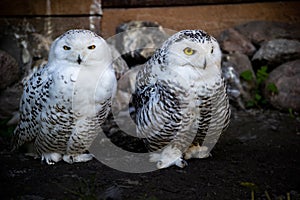 Two polar owls