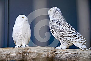Two polar owls in the aviary