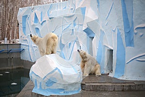 Two polar white bear in the zoo