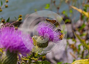 Two Polites peckius, the Peck`s skipper butterfly photo