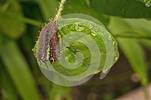 Two polydamas swallowtail caterpillars on a leaf