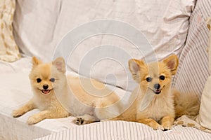 Two pomeranian dogs smiling on the sofa