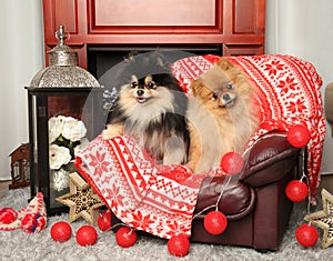 Two Pomeranian Pomeranians on a chair near the fireplace