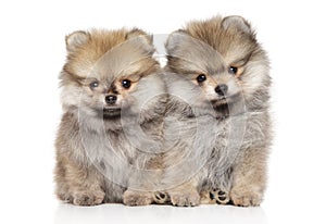 Two Pomeranian puppies sitting on a white background